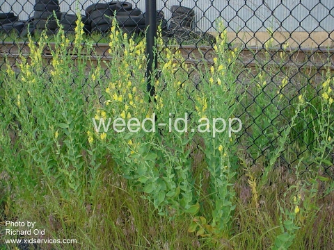 toadflax, Dalmatian